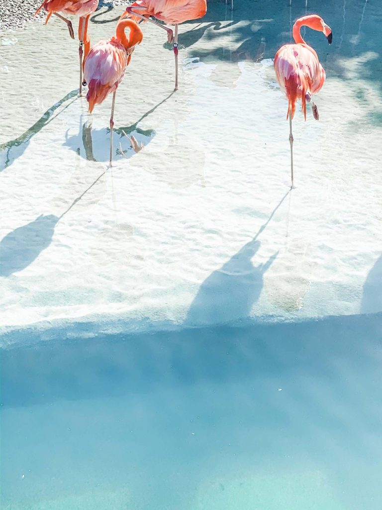 Discover all the wonders of Santorini, Greece